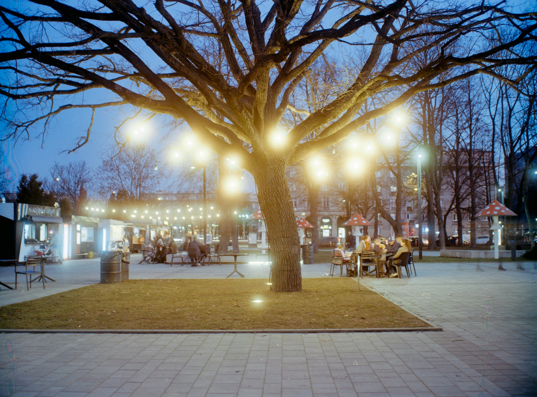 Negative Lab Pro: Bare tree strung with lights, blue hour