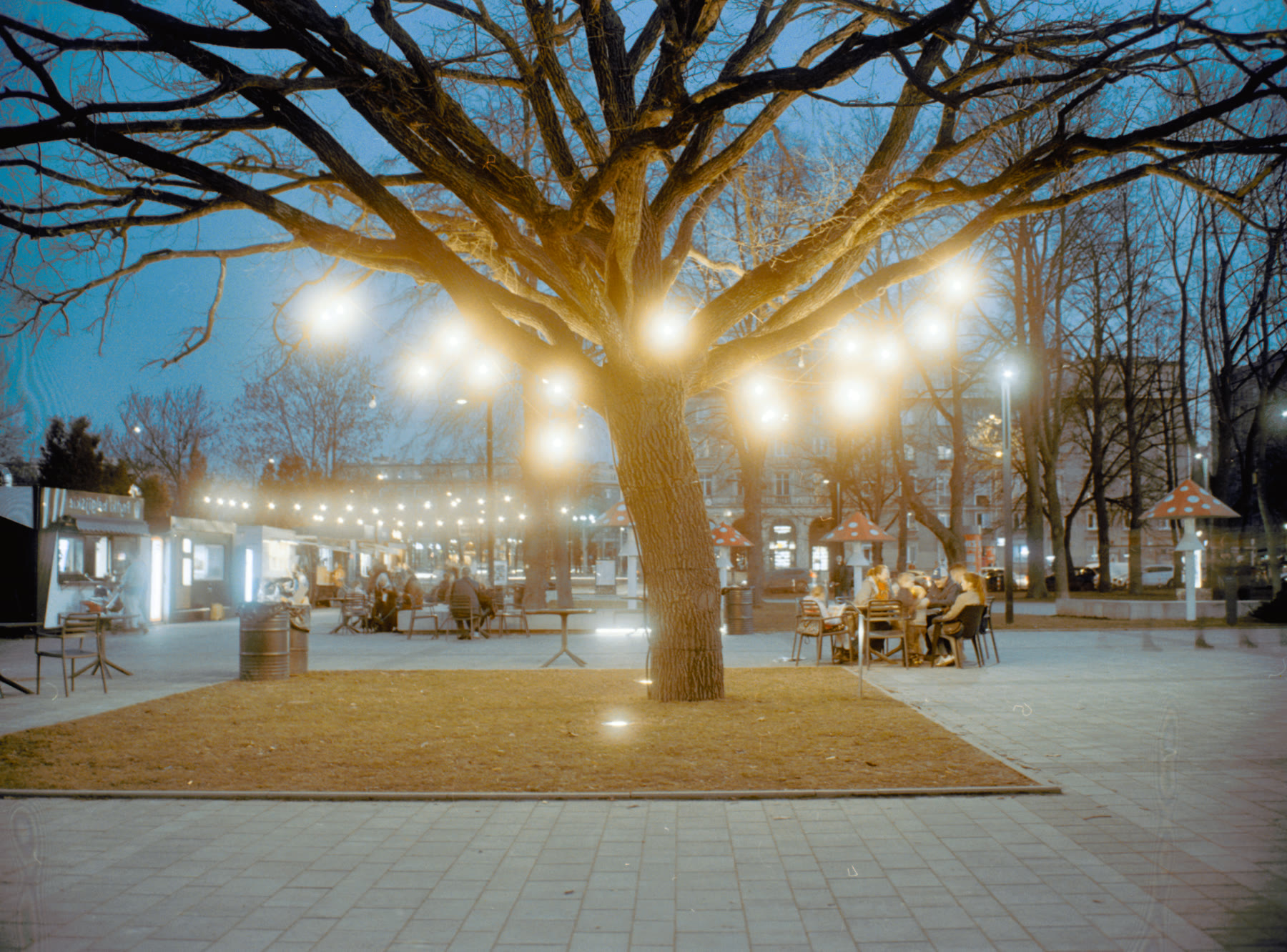 Spool: Bare tree strung with lights, blue hour