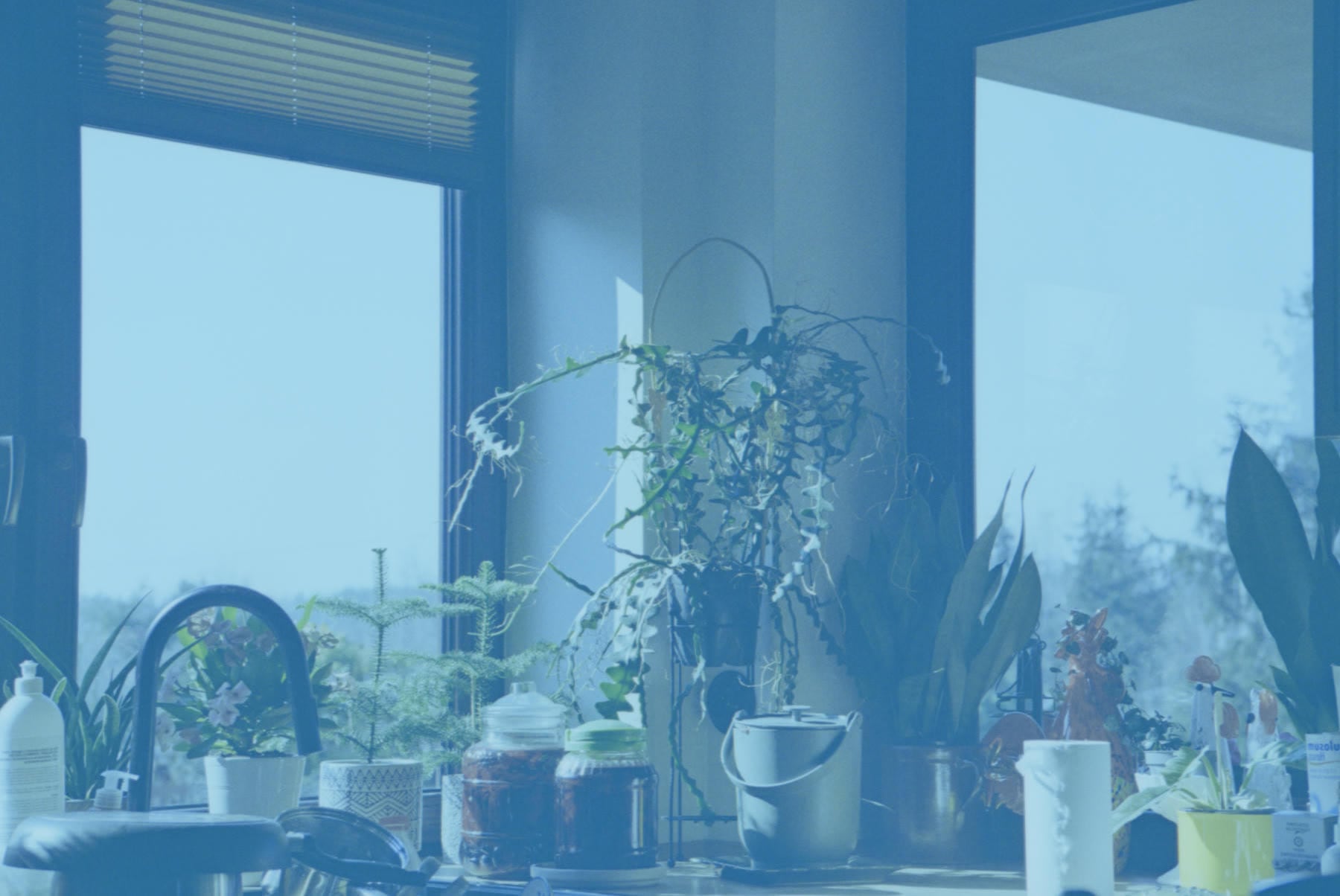 The scan of a kitchen windowsill inverted and nothing else: a heavy cyan-blue cast over the window light and plants