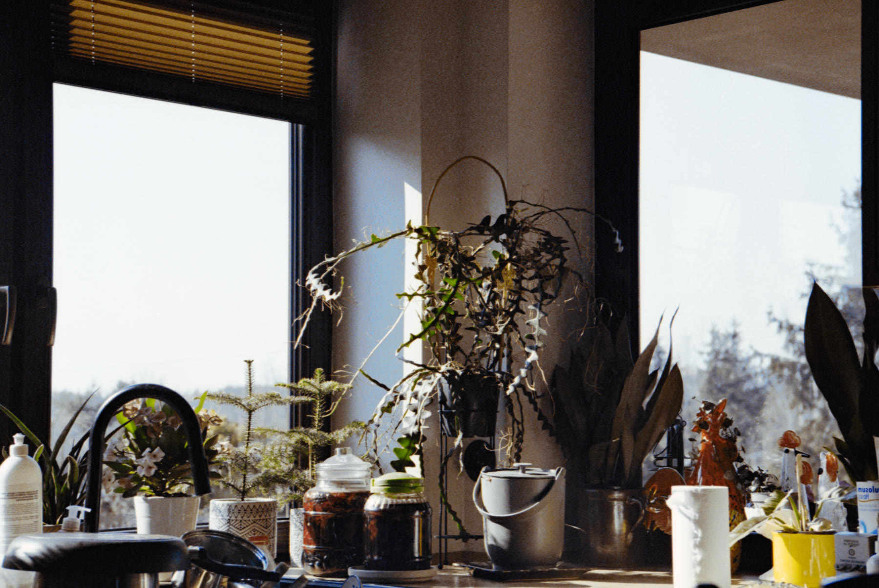 The same scan converted by Spool: plants on a windowsill in evening light
